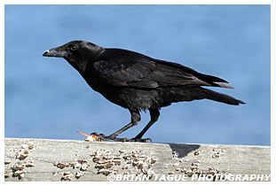 American Crow