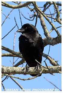 American Crow