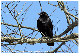 American Crow