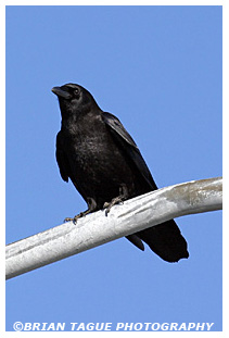 American Crow