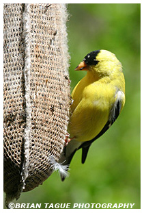 American Goldfinch