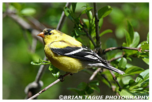 American Goldfinch