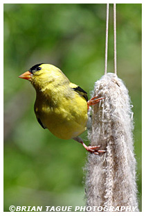 American Goldfinch