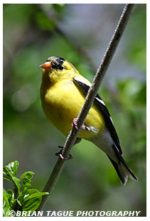 American Goldfinch