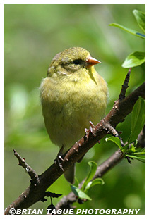 American Goldfinch