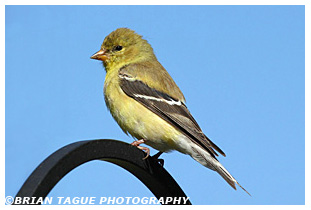 American Goldfinch