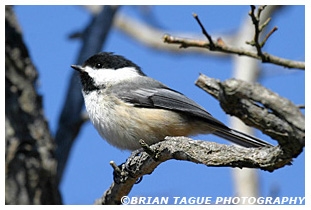 Black-capped Chickadee