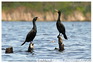 Double-crested Cormorants