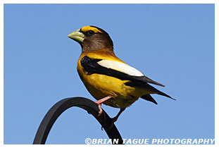 Evening Grosbeak