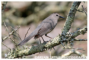 Gray Catbird