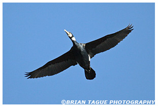 Great Cormorant