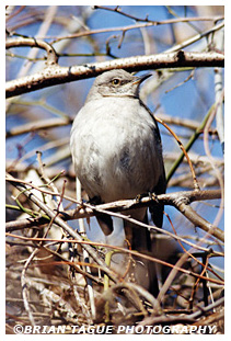 Northern Mockingbird
