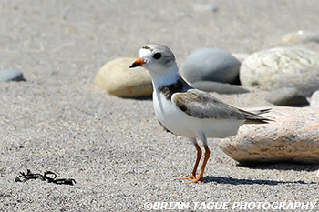 PipingPlover-190_9073-cr2