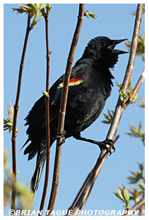 Red-winged Blackbird