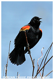 Red-winged Blackbird