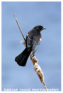 Red-winged Blackbird
