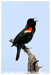 Red-winged Blackbird