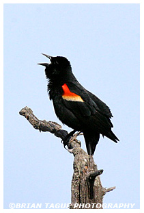 Red-winged Blackbird
