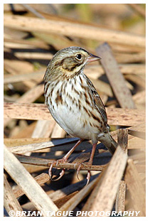Savannah Sparrow