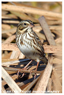 Savannah Sparrow