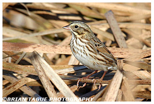 Savannah Sparrow