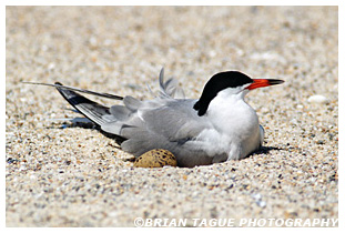 Common Tern on nest