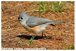 Tufted Titmouse