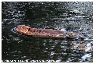 Beaver