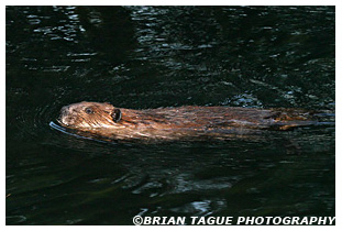 Beaver