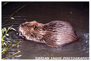Beaver