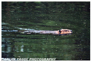 Beaver