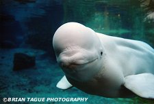 BELUGA WHALE