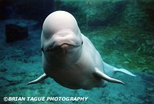 BELUGA WHALE