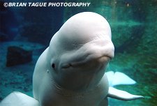 BELUGA WHALE