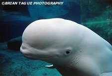 BELUGA WHALE