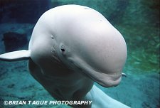 BELUGA WHALE