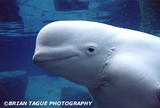 BELUGA WHALE