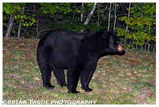 Black Bear