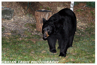 Black Bear