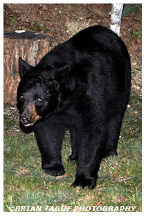 Black Bear
