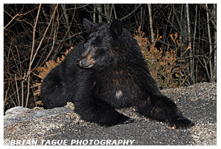 Black Bear
