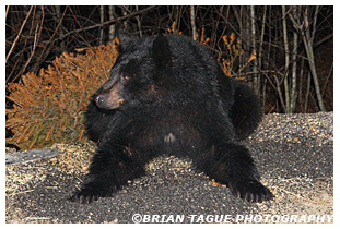 Black Bear