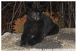 Black Bear