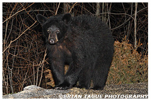 Black Bear