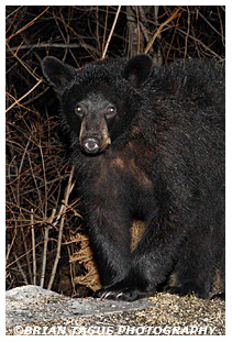 Black Bear