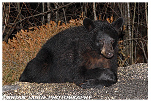 Black Bear