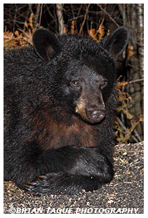 Black Bear