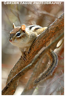 Chipmunk