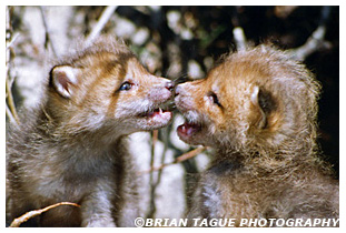 Red Fox kits