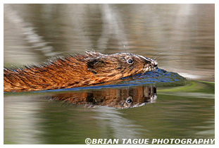 Muskrat